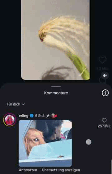 haaland onion meme