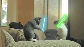 cat fight gif