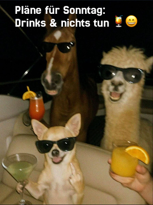 guten morgen sonntag bilder lustig whatsapp